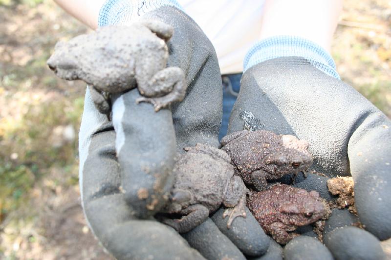 Teeme_ara2008 034.jpg